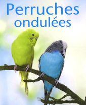 Perruche ondulée